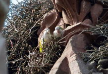 Wild Parrots New York City Guide (Top Locations and Behavior)