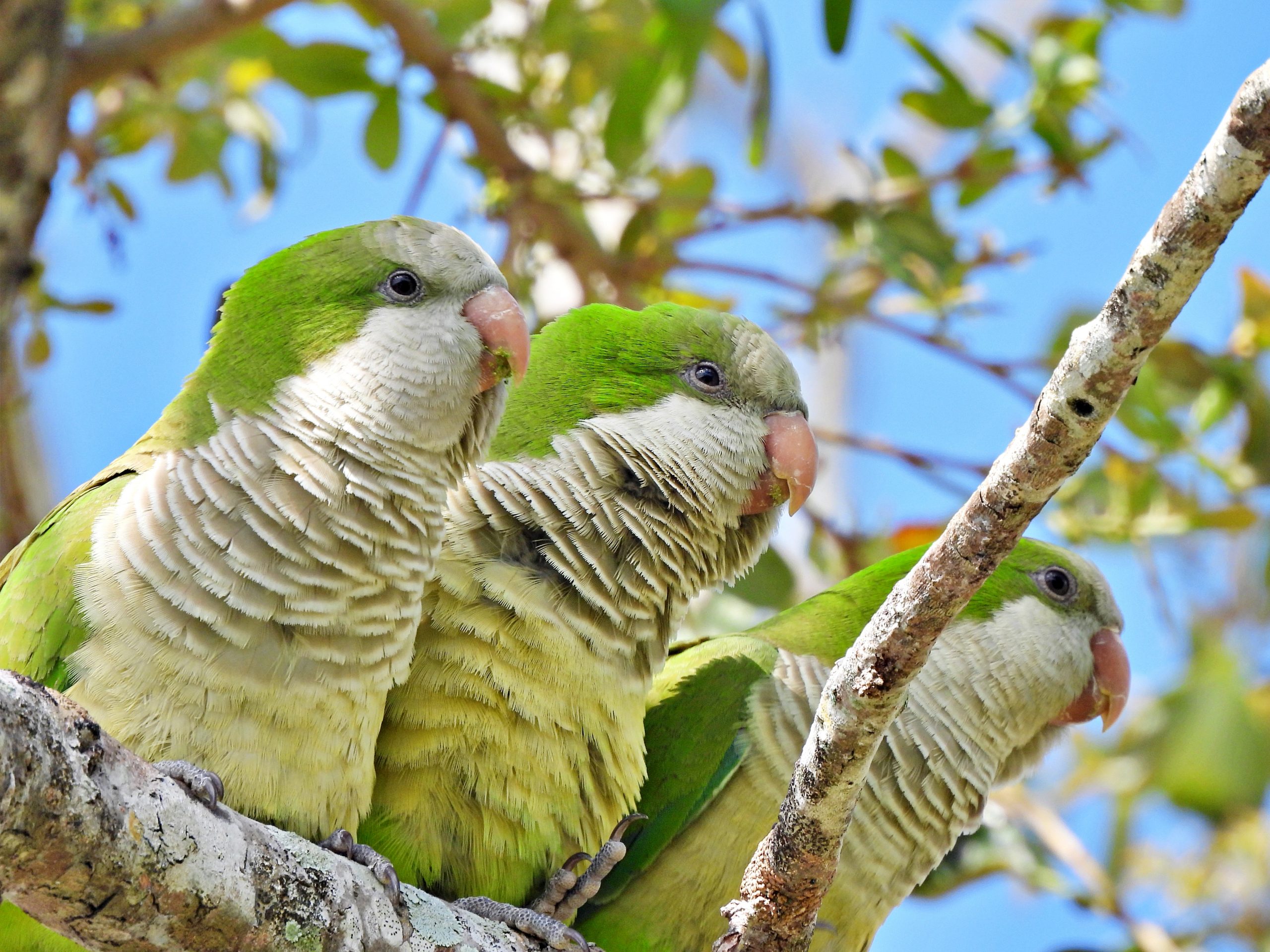 Wild Parrots New York City Guide (Top Locations and Behavior)