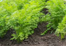 Which is the best country to grow carrots in? Tips for choosing your spot!