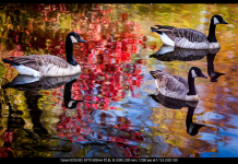 Rule of Odds Photography Explained Simply: See How It Works Today