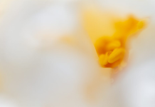 Cost of Abstract Macro Photography – Affordable Ways to Start Shooting