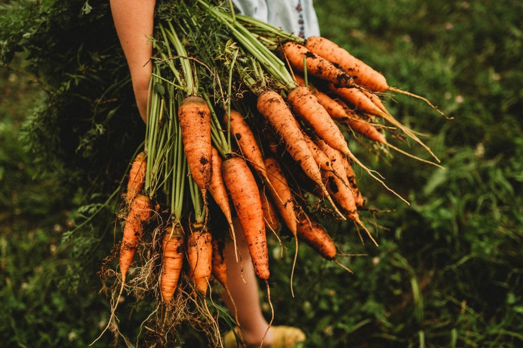 Which is the best country to grow carrots in? Tips for choosing your spot!