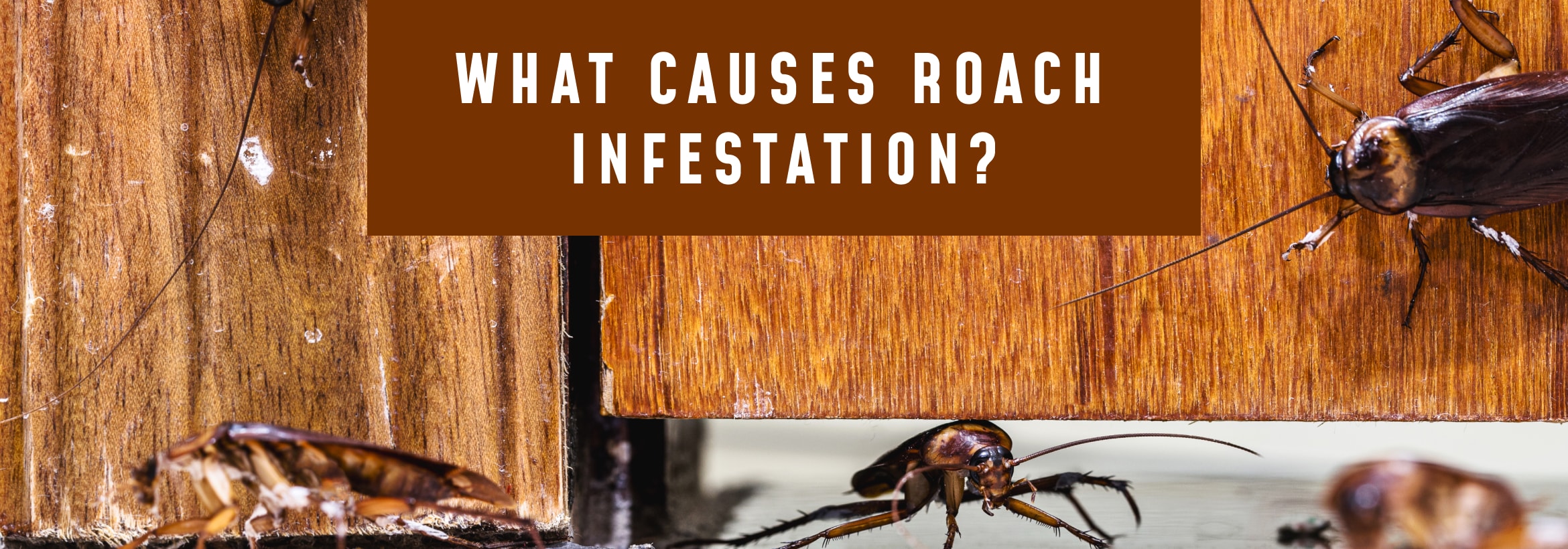 What causes roach infestation behind fridge? Expert tips for safe extermination.