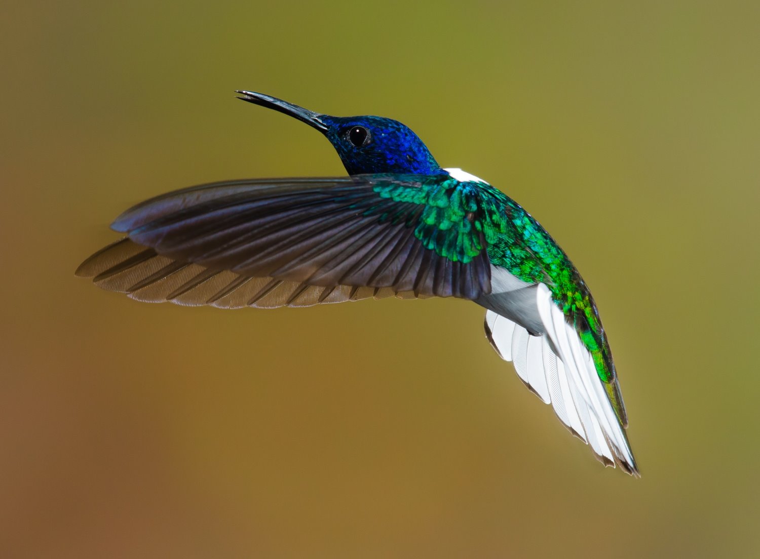 Hummingbird Shutter Speed Secrets: Master the Basics in 5 Simple Steps
