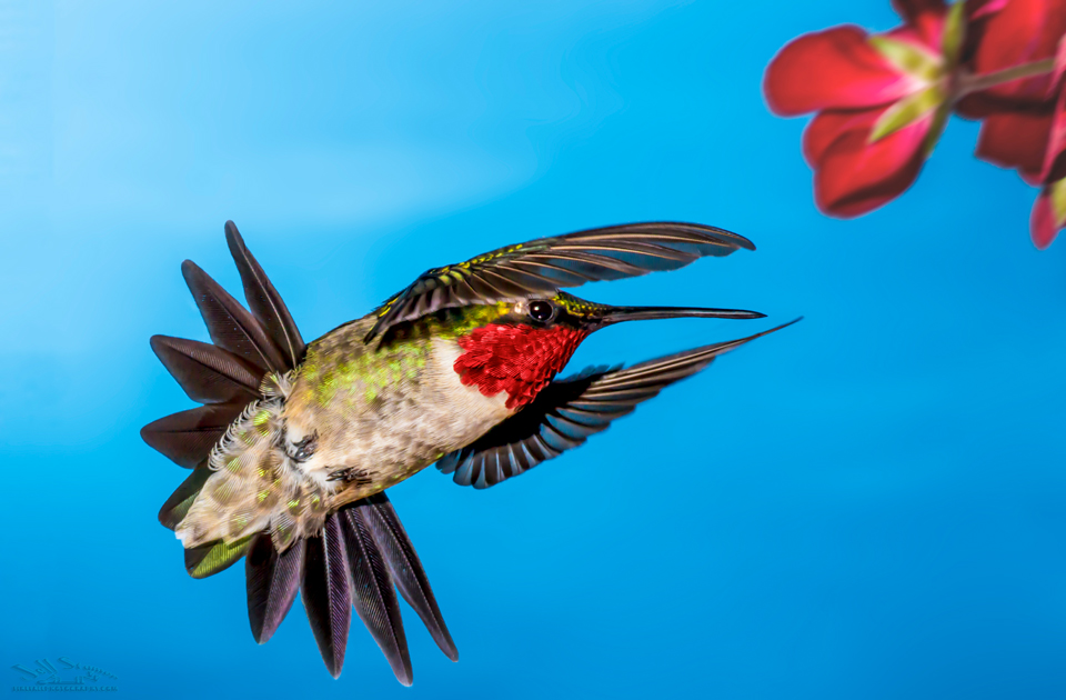 Hummingbird Shutter Speed Secrets: Master the Basics in 5 Simple Steps
