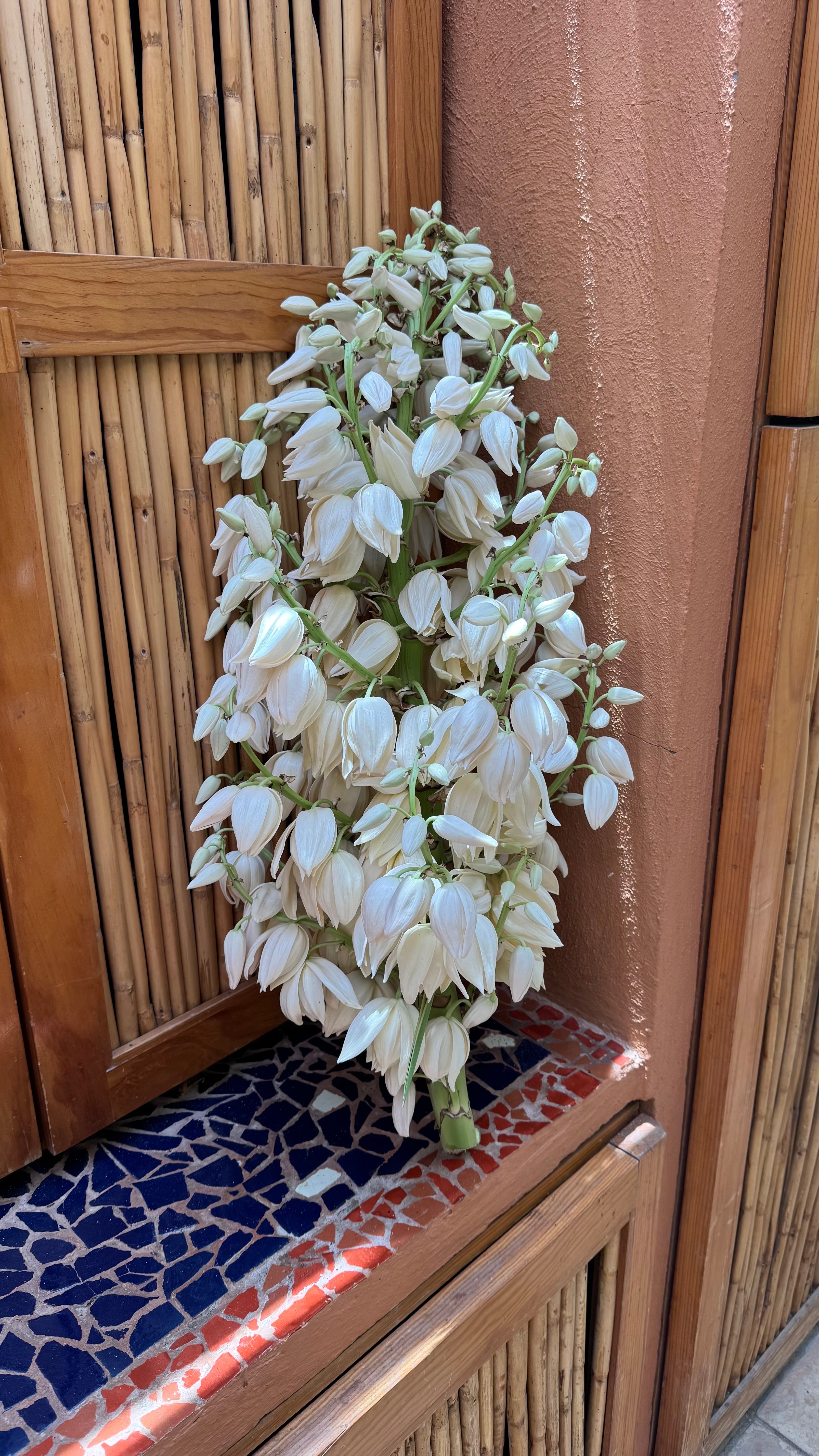 Flor de Izote Basics Unveiled Learn Key Care Tips and Planting Tricks