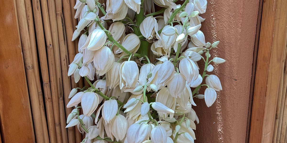 Flor de Izote Basics Unveiled Learn Key Care Tips and Planting Tricks