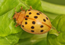 Yellow Ladybug Luck Meaning: Signs of Joy and Good Fortune