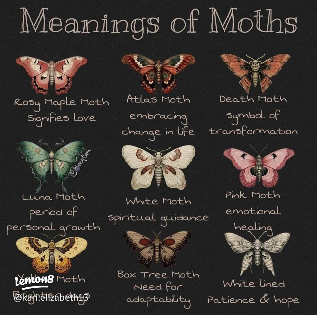 Understanding moth symbol meanings deep meanings revealed