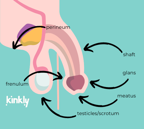 Oral Sex for Beginners How to Give Head Expert Advice from Basic to Pro