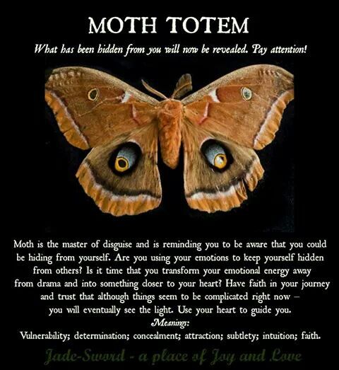 Understanding moth symbol meanings deep meanings revealed