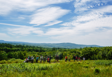 Best Green-friendly volunteer experiences to try: Help nature & meet new people