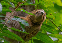 Friends trip to Belize or Costa Rica best places and budget tips revealed