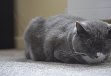 Best Grumpy Cat Sleeping Positions Funny Moments You Must See