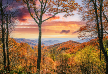 Where Are the Most Exciting Cultural Festivals Worldwide Find Your Next Adventure