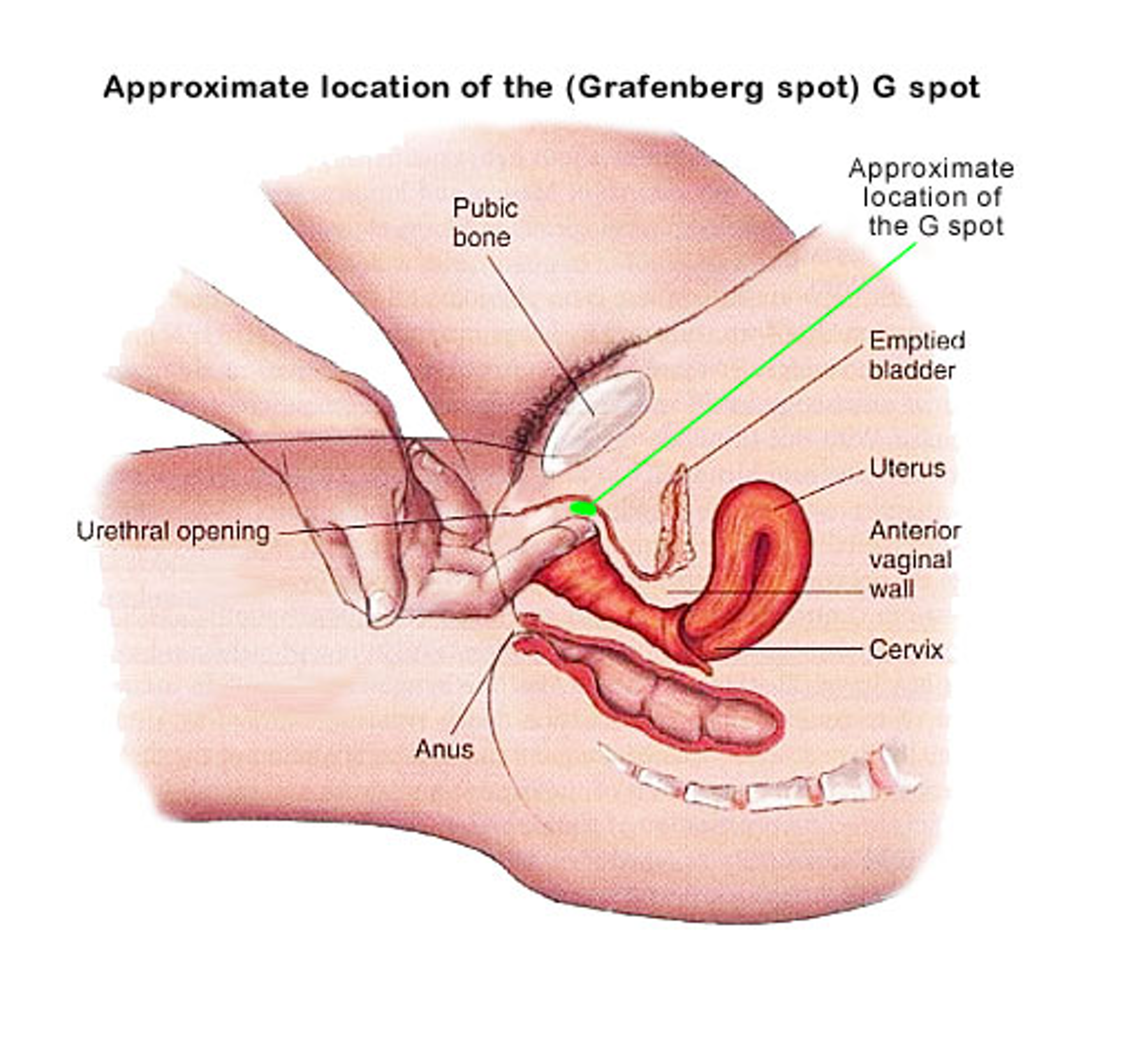 How to make a pussy squirt? Discover easy methods and tips!