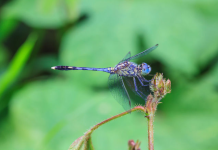 Dragonfly Spiritual Meaning Explained: Discover 5 Messages & Totem Insights