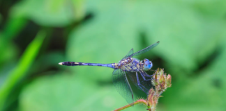 Dragonfly Spiritual Meaning Explained: Discover 5 Messages & Totem Insights