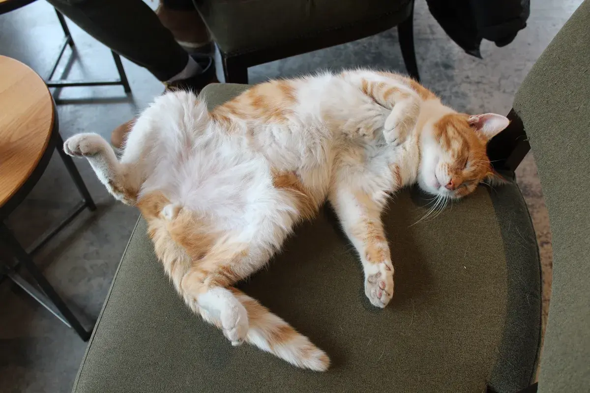 Best Grumpy Cat Sleeping Positions Funny Moments You Must See