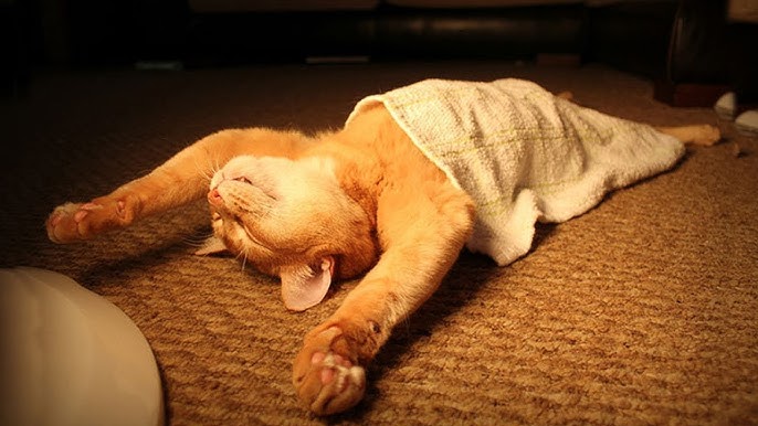 Best Grumpy Cat Sleeping Positions Funny Moments You Must See