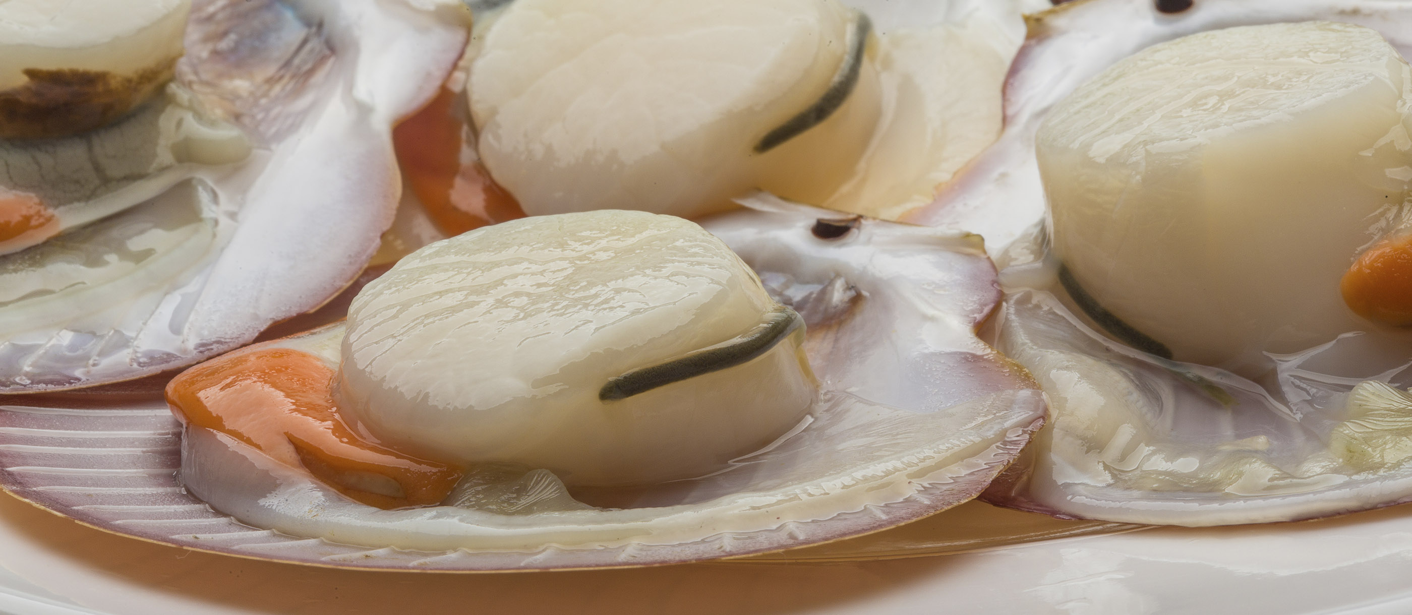 Where Do The Best Scallops Come From? Top 5 Places Worldwide!